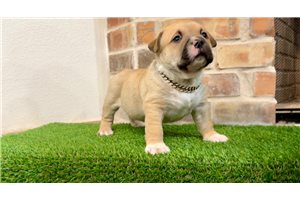 Myth - American Bully for sale