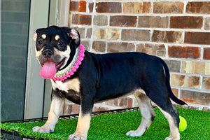 Majesty - American Bully for sale