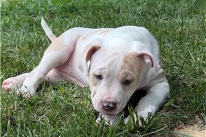 Fable - American Bully for sale