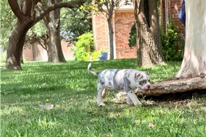 Honor - American Bully for sale