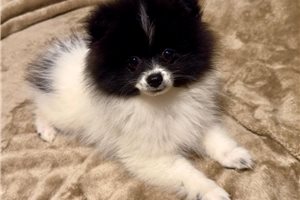 Kent - Pomeranian for sale