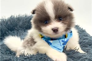 Frank - Pomeranian for sale
