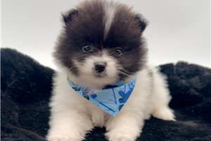 Kent - Pomeranian for sale