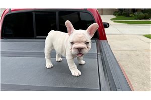 Amelia - French Bulldog for sale