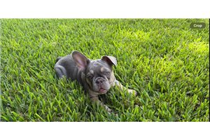 Amethyst - French Bulldog for sale