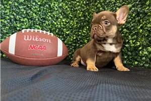 Vincent - puppy for sale