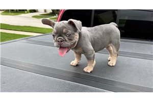 Amethyst - puppy for sale