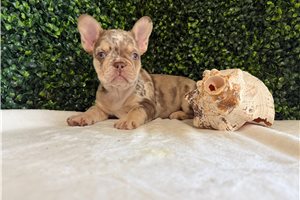 Vikki - French Bulldog for sale