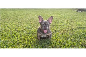 Amethyst - French Bulldog for sale