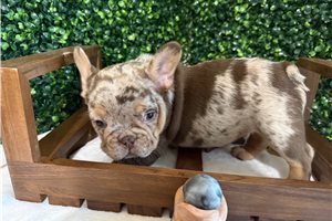 Vino - puppy for sale