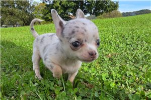 Nanette - Chihuahua for sale