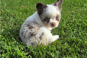 Nautilus - Chihuahua for sale