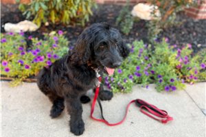 Tazz - Goldendoodle for sale
