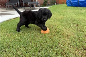 Taylor - Goldendoodle for sale