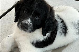 Thomas - Goldendoodle for sale