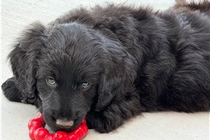 Teton - Goldendoodle for sale