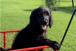 Taylor - Goldendoodle for sale