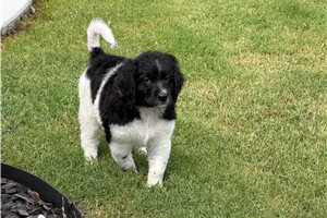 Tenyson - puppy for sale