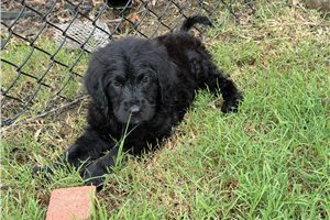 Teton - puppy for sale