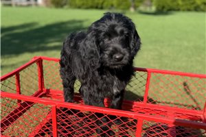 Tazz - Goldendoodle for sale