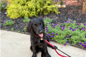 Teton - Goldendoodle for sale