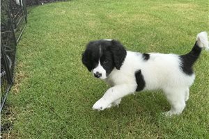Tedd - puppy for sale