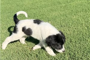 Tedd - Goldendoodle for sale