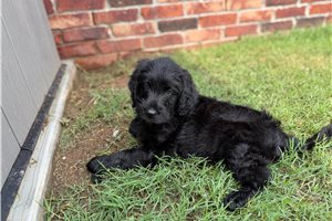 Tazz - puppy for sale