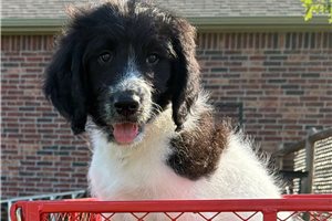 Thomas - Goldendoodle for sale