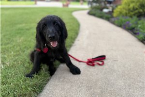 Taylor - Goldendoodle for sale