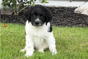 Thomas - Goldendoodle for sale