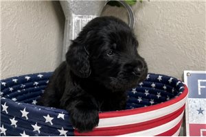 Taylor - puppy for sale