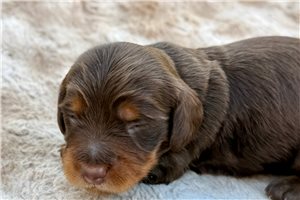 Ashlee - puppy for sale