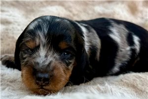Alex - puppy for sale