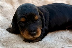 Autumn - Dachshund, Tweenie for sale