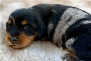 Augustus - puppy for sale