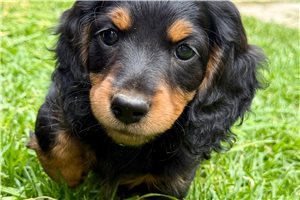 Autumn - Dachshund, Tweenie for sale