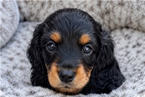 Autumn - Dachshund, Tweenie for sale