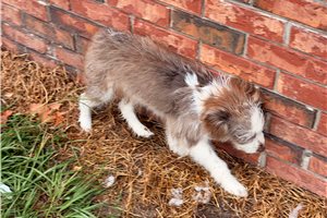 Paulie - Aussiedoodle for sale