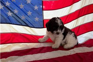 Phillipa - Aussiedoodle for sale