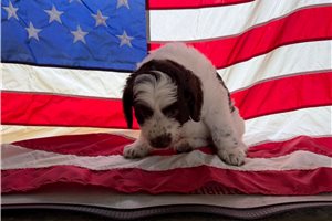 Pint - Aussiedoodle for sale