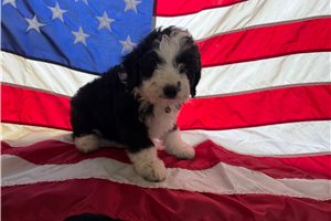 Pinky - Aussiedoodle for sale