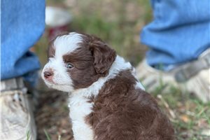 Polly - Aussiedoodle for sale