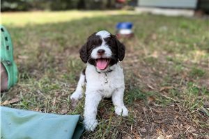 Pint - Aussiedoodle for sale