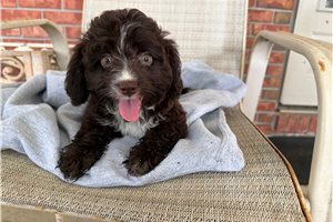 Piper - Aussiedoodle for sale