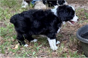 Phoebe - Aussiedoodle for sale