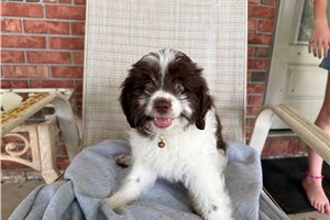 Phoenix - Aussiedoodle for sale
