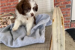 Polly - Aussiedoodle for sale