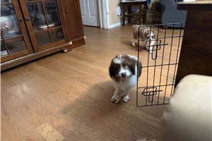 Phoenix - Aussiedoodle for sale