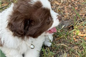 Polly - Aussiedoodle for sale
